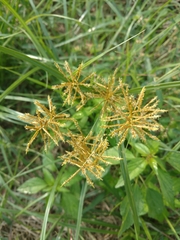 Cyperus esculentus leptostachyus