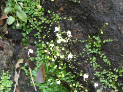 Utricularia striatula