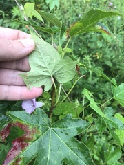 Ipomoea × leucantha