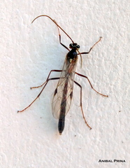 Ophioninae