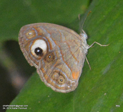 Mycalesis junonia