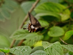 Papilio polytes