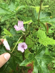 Ipomoea × leucantha