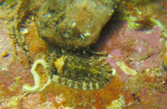 Rhyssoplax olivacea