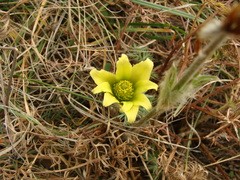 Pulsatilla albana