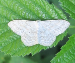 Scopula incanata
