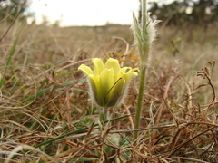 Pulsatilla albana