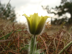 Pulsatilla albana
