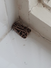 Apantesis parthenice