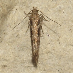 Aristotelia fungivorella