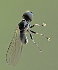 Pipunculus campestris