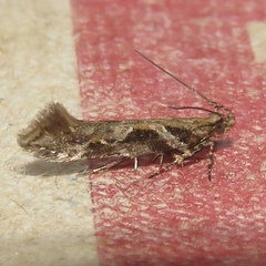 Aristotelia fungivorella