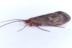 Stenophylacini