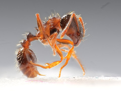 Tetramorium