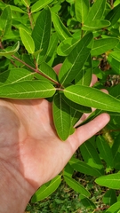 Apocynum cannabinum