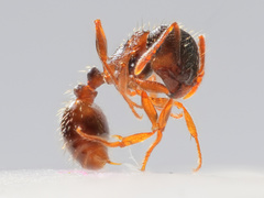Tetramorium