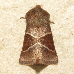 Lemmeria digitalis