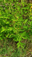 Apocynum cannabinum