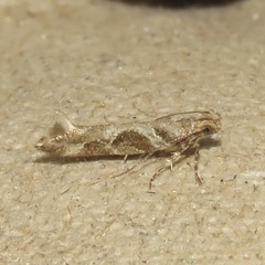 Aristotelia fungivorella