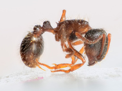 Tetramorium