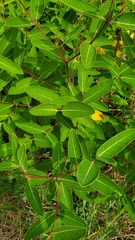 Apocynum cannabinum