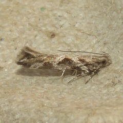Aristotelia fungivorella