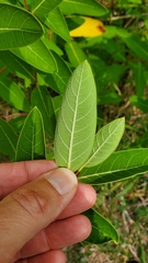 Apocynum cannabinum