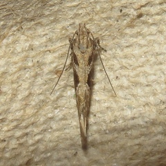 Aristotelia fungivorella