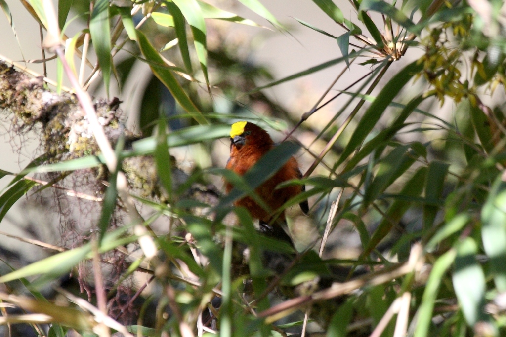 Plushcaps