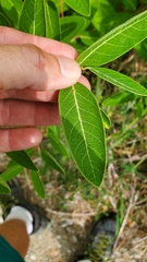 Apocynum cannabinum