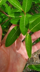Apocynum cannabinum