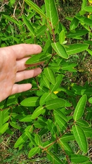 Apocynum cannabinum