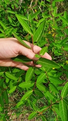 Apocynum cannabinum