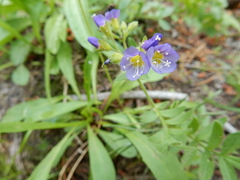 Polemonium californicum