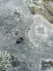 Astylus aulicus