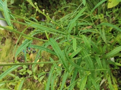 Lactuca indica