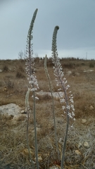 Drimia pancration
