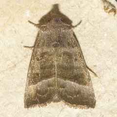 Papaipema eupatorii