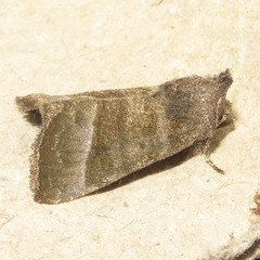Papaipema eupatorii