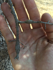 Andricus chrysolepidicola