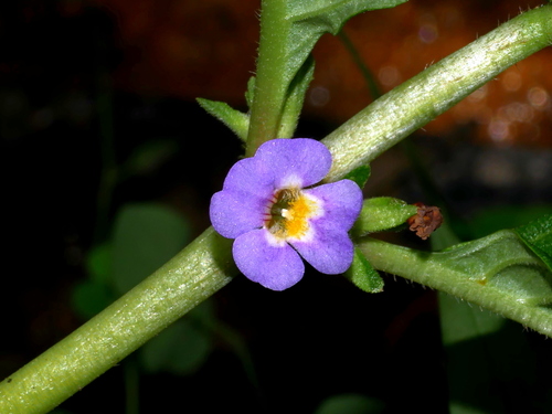 Limnophila rugosa