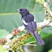 White-shouldered Tanager - Photo (c) Jerry Oldenettel, some rights reserved (CC BY-NC-SA)