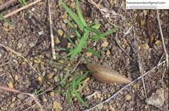 Vincetoxicum sibiricum