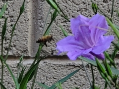Apis mellifera
