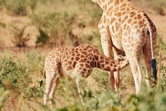 Giraffa camelopardalis peralta
