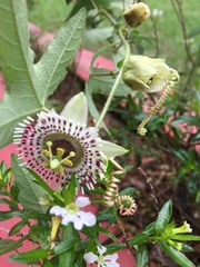 Passiflora exsudans