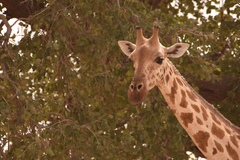 Giraffa camelopardalis peralta