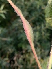 Neolasioptera perfoliata