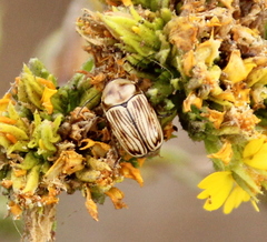 Cryptocephalus spurcus