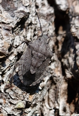 Brochymena carolinensis